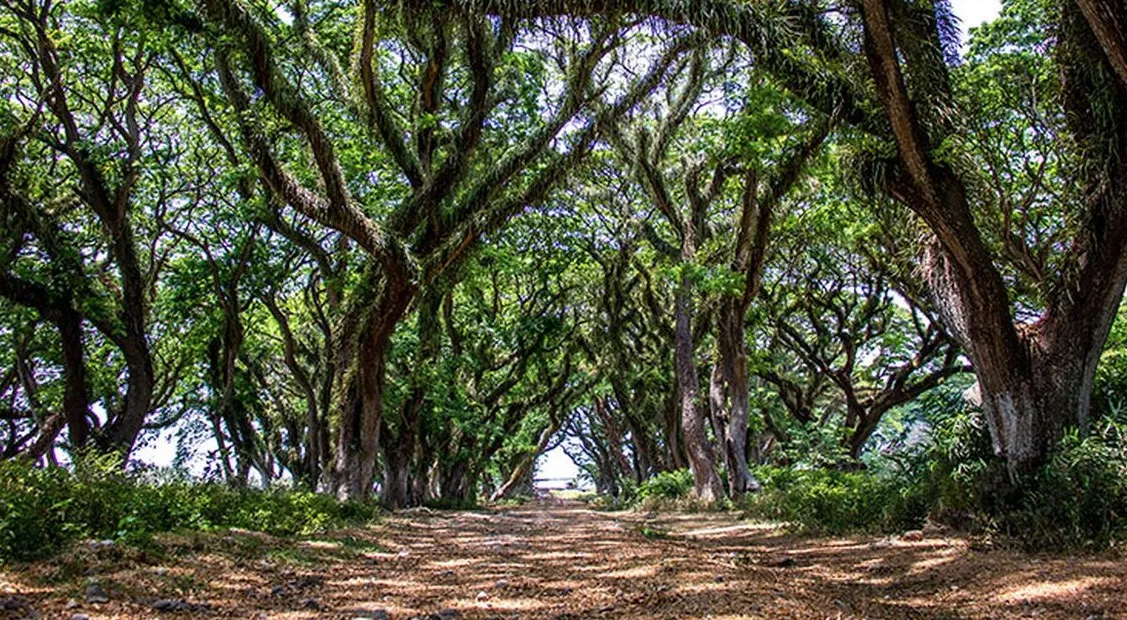 Djawatan and Pulau Merah: One-Day Exploration in South Banyuwangi