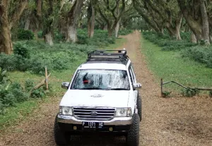 Forest Tourism in Banyuwangi City