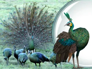 The Beauty and Uniqueness of the Javan Green Peafowl in Baluran National Park: An Exotic Bird That is Increasingly Rare