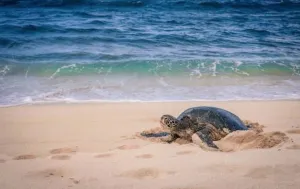 Sukamade Beach: A Hidden Sanctuary for Sea Turtles in Meru Betiri National Park