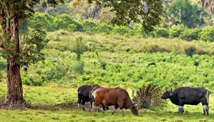 Getting to Know Alas Purwo National Park