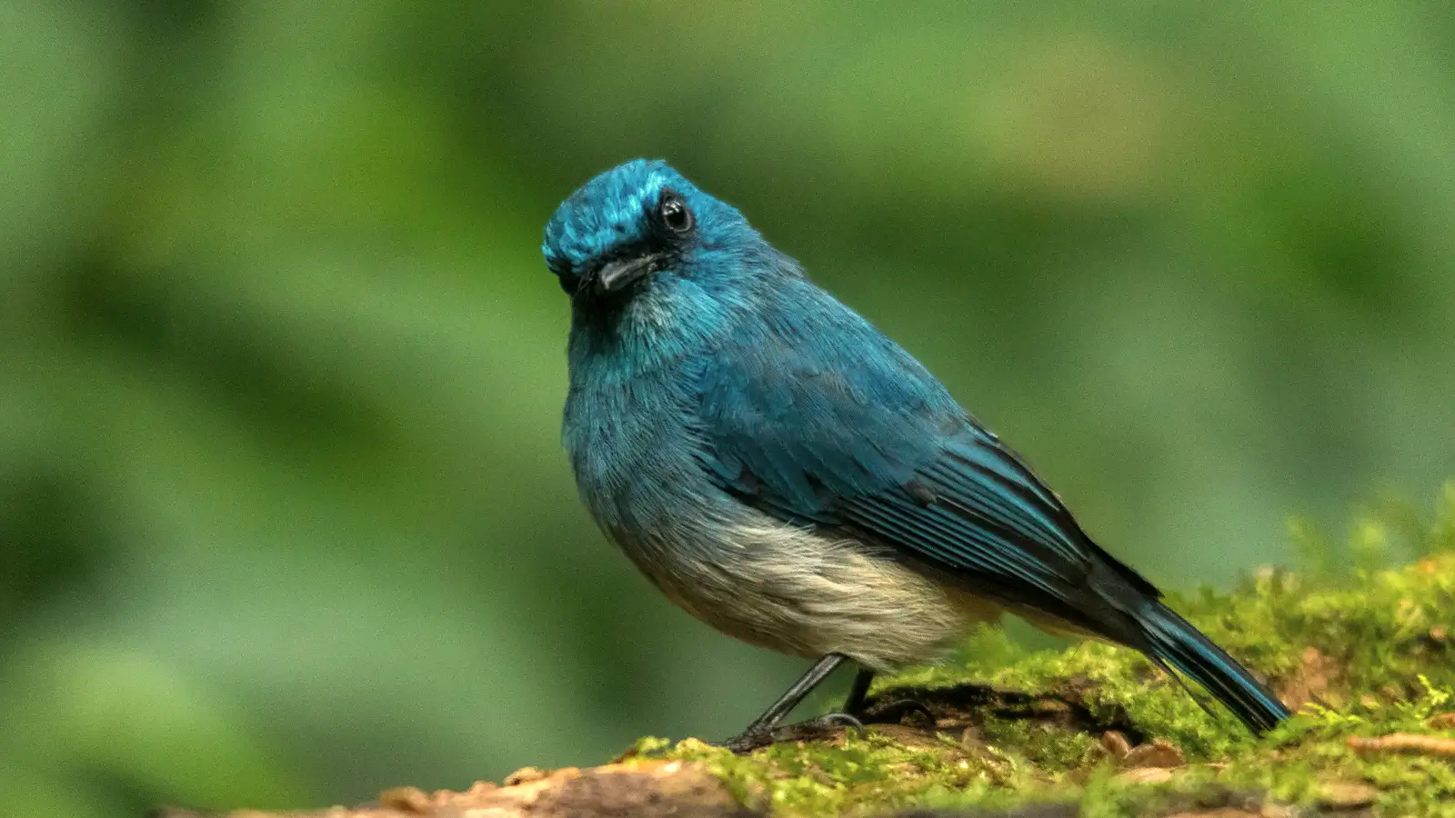 Highland Forest Trails for Birdwatching Scenic view of the forest trails during birding in Mount Ijen