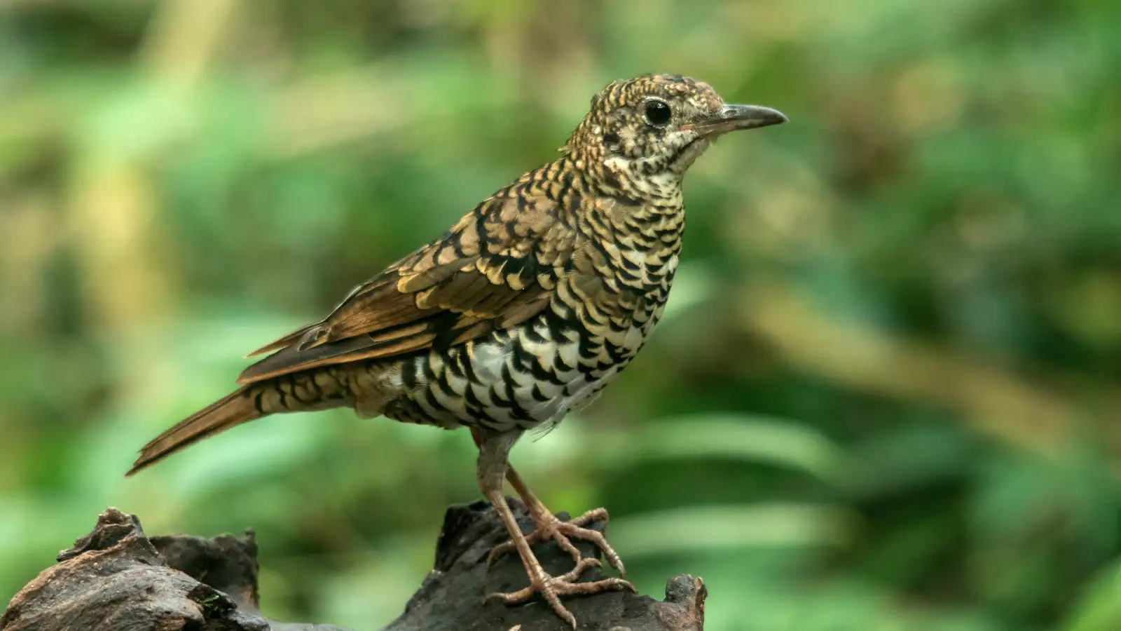 The elusive Grey Breasted Partridge scratching for food in Java