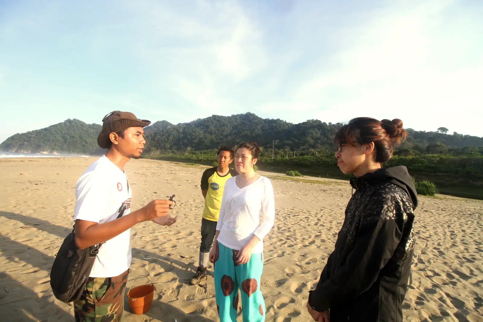 Sukamade Beach Turtle Release Baby green sea turtles making their way to the ocean at Sukamade Beach sanctuary