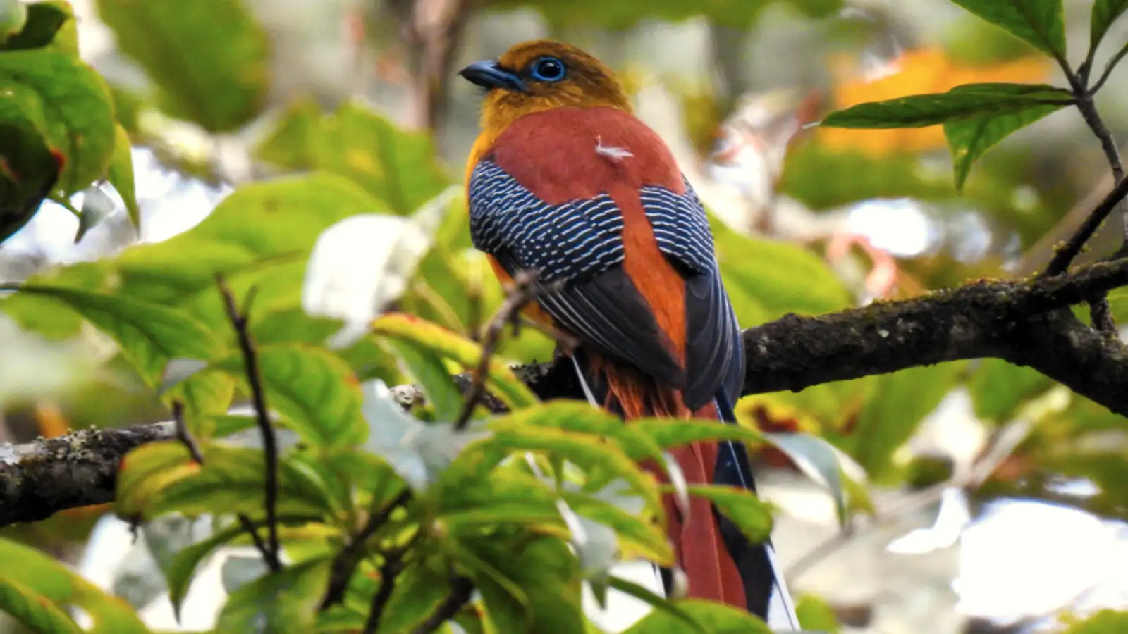 Java Endemic Birds Ijen Endemic birds of East Java Mount Ijen