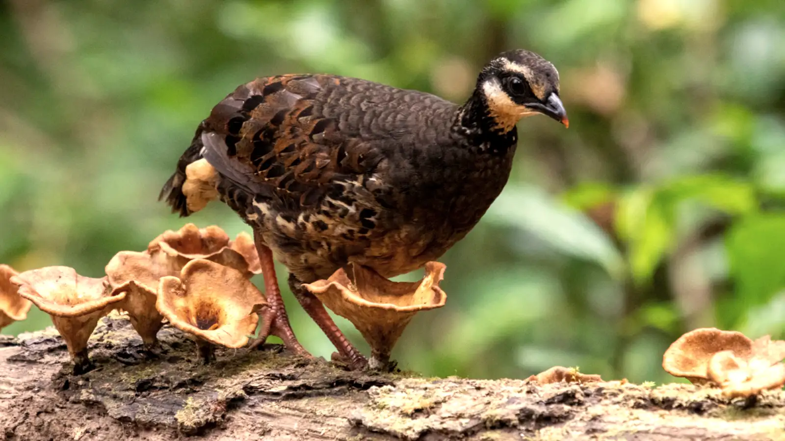 Rare Grey Breasted Partridge spotted at Ijen birding hide in East Java