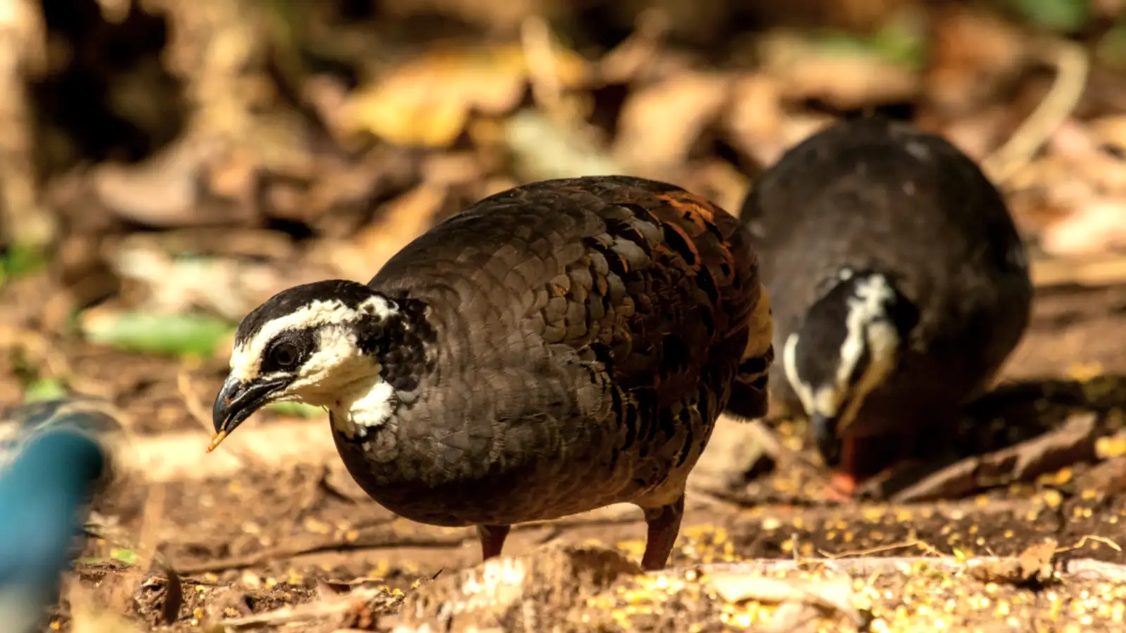 Javan Banded Pitta photographed from an Ijen birding hide