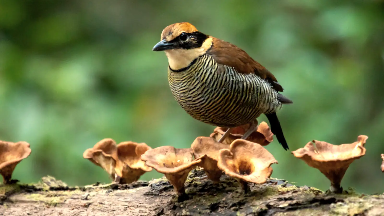 Ijen Birding Photography Setup Bird photography setup on Ijen forest trails
