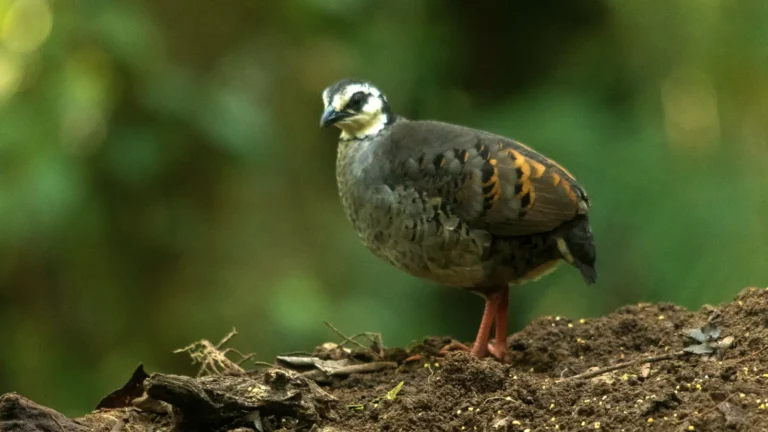 Gray-breasted Partridge Arborophila orientalis | Ijen Partridge