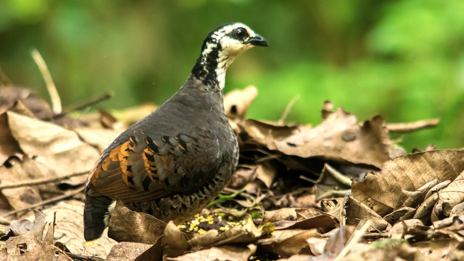 Gray-breasted Partridge in Ijen Crater Forest Gray-breasted Partridge Arborophila orientalis foraging in the leaf litter of Ijen forest