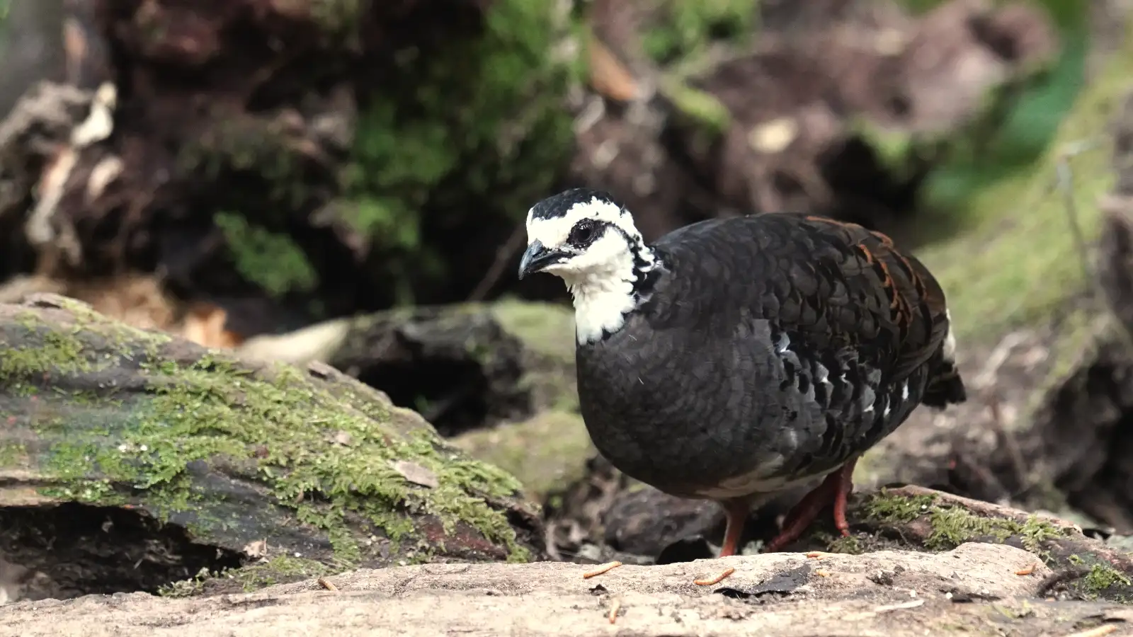 Grey-breasted Partridge spotted on an Ijen birding tour