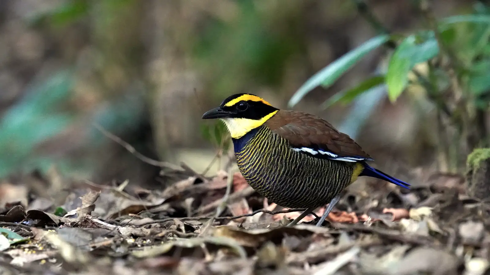Flame-fronted Barbet in the Ijen forest
