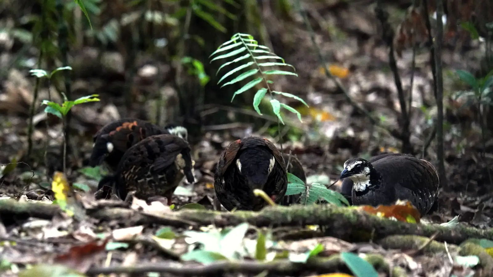Rare Javan endemic bird perched on a branch