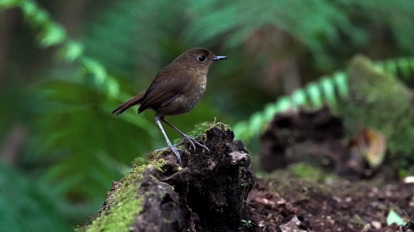 Close up of a rare bird species in Ijen