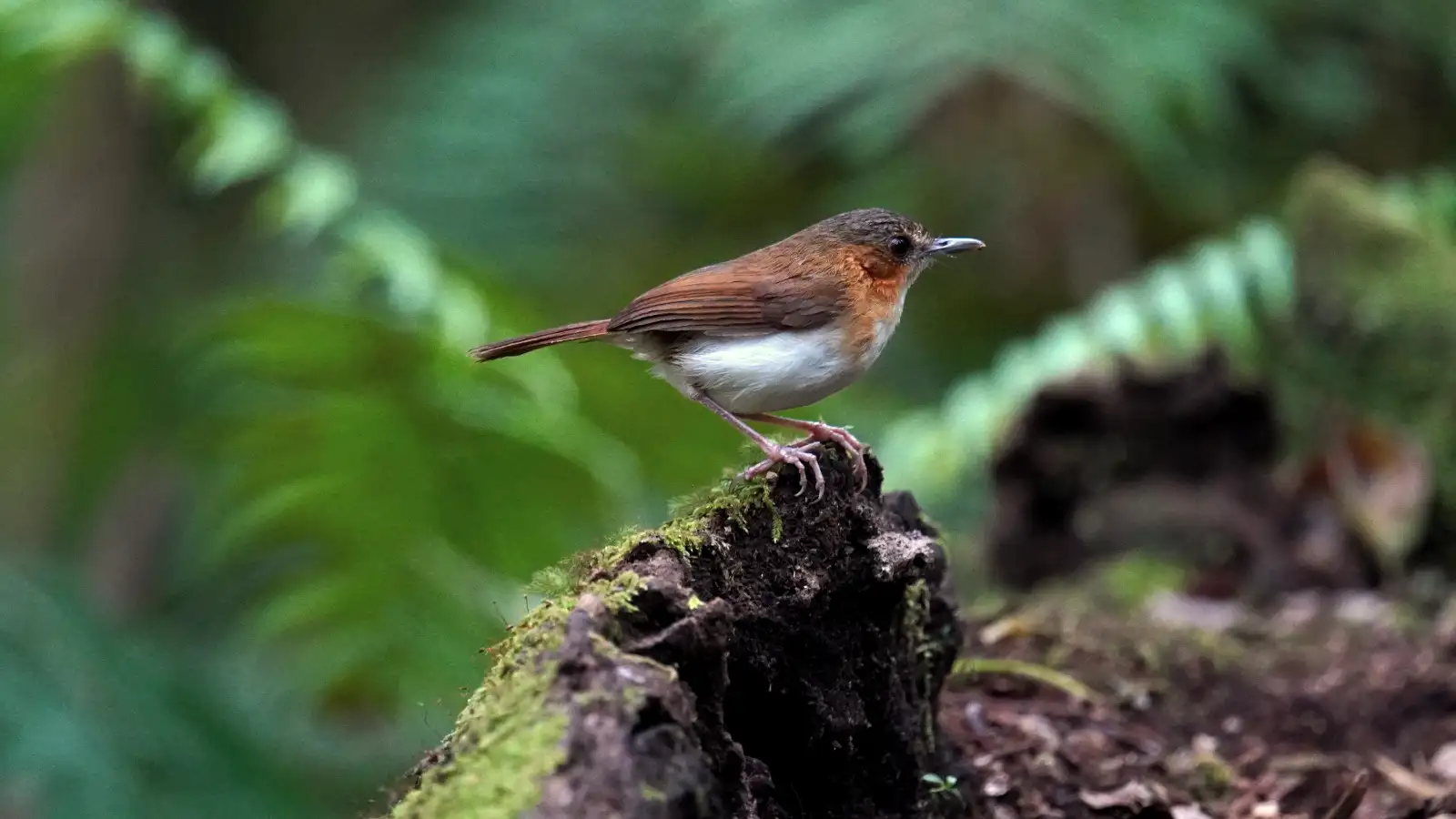 Forest trail used for birdwatching in East Java